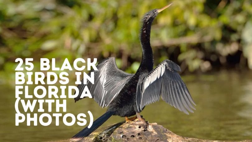 black birds in florida
