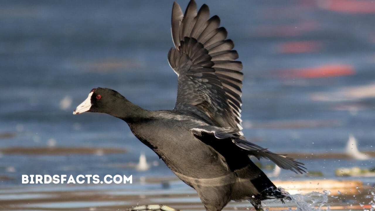 American Coot