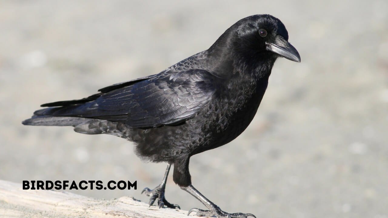 American Crow