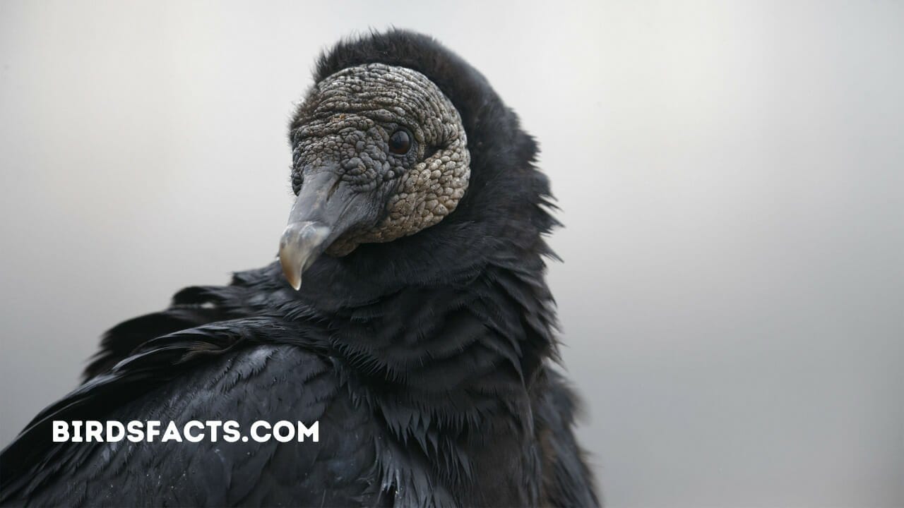 BLACK VULTURE