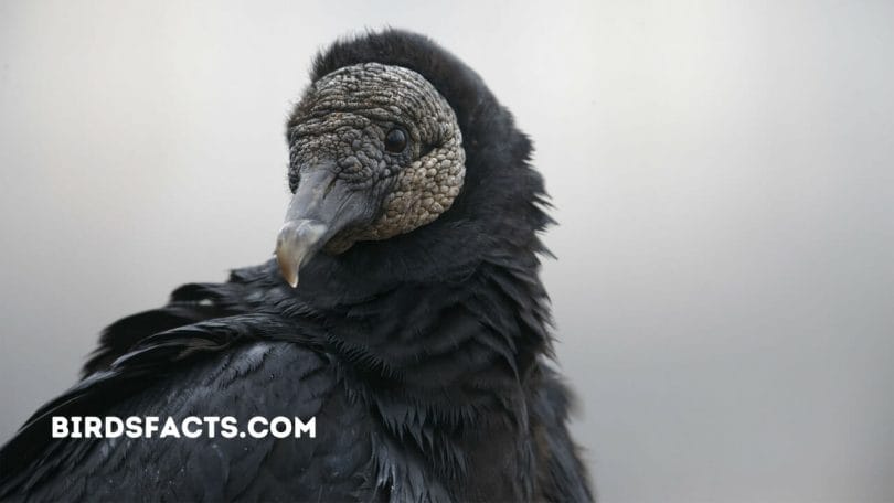 raven vs vulture