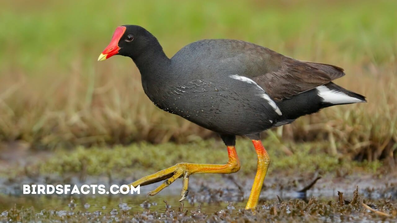 COMMON GALLINULE