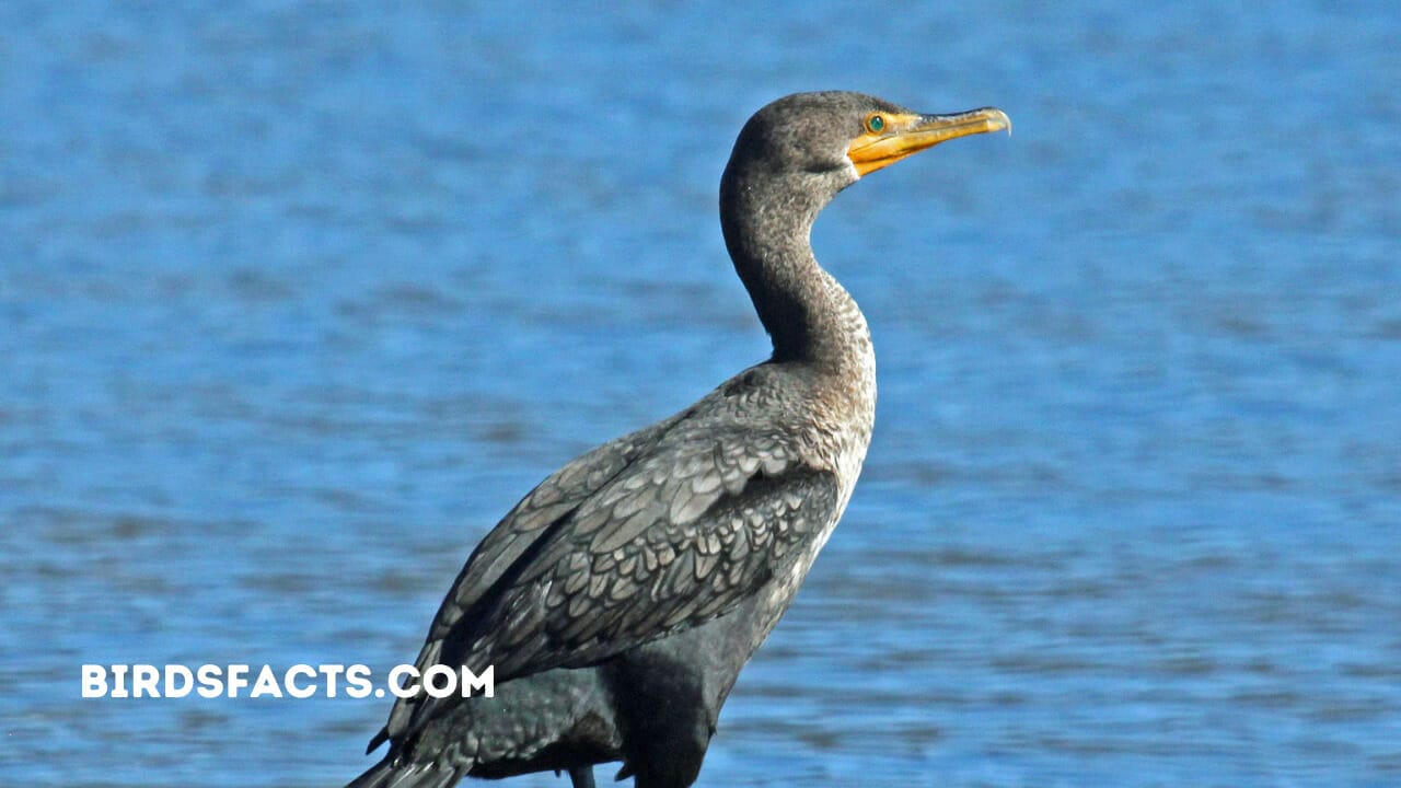 DOUBLE-CRESTED CORMORANT