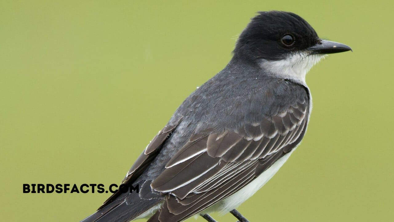 EASTERN KINGBIRD