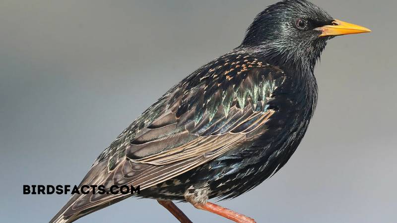 EUROPEAN STARLING