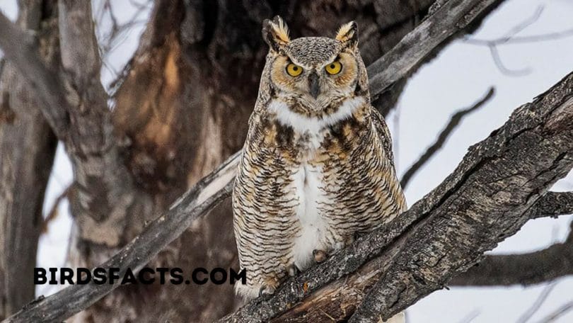 great horned owl for sale