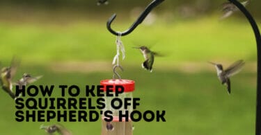 How to Keep Squirrels Off Shepherd's Hook