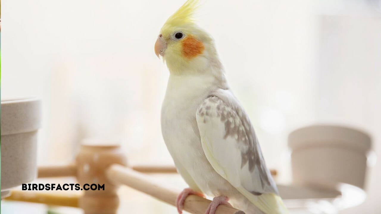 Little Birds as Pets Little Birds as Pets