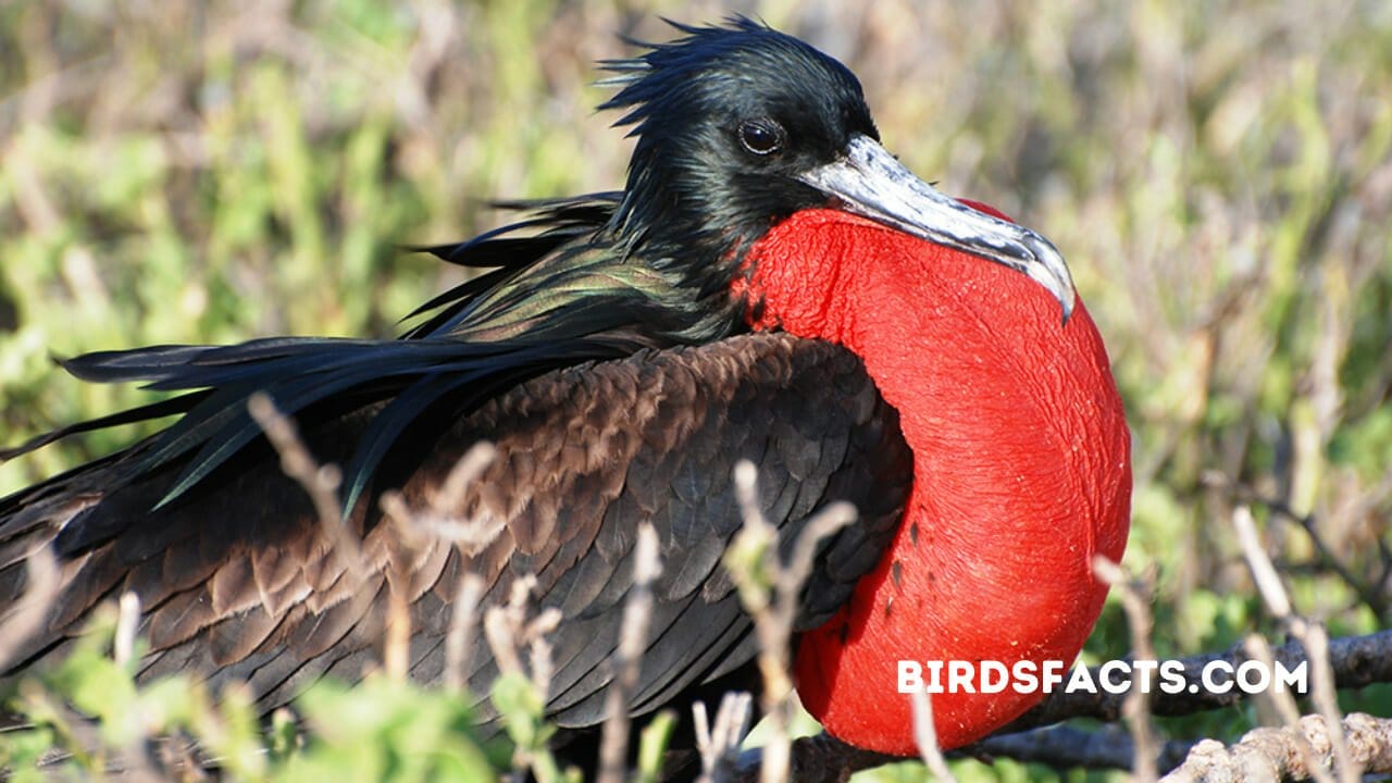 MAGNIFICENT FRIGATEBIRD