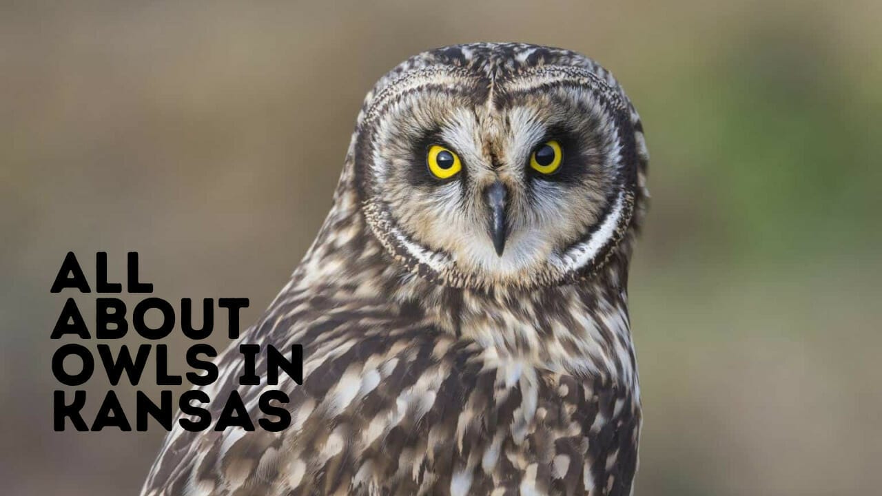 Owls in Kansas Owls in Kansas