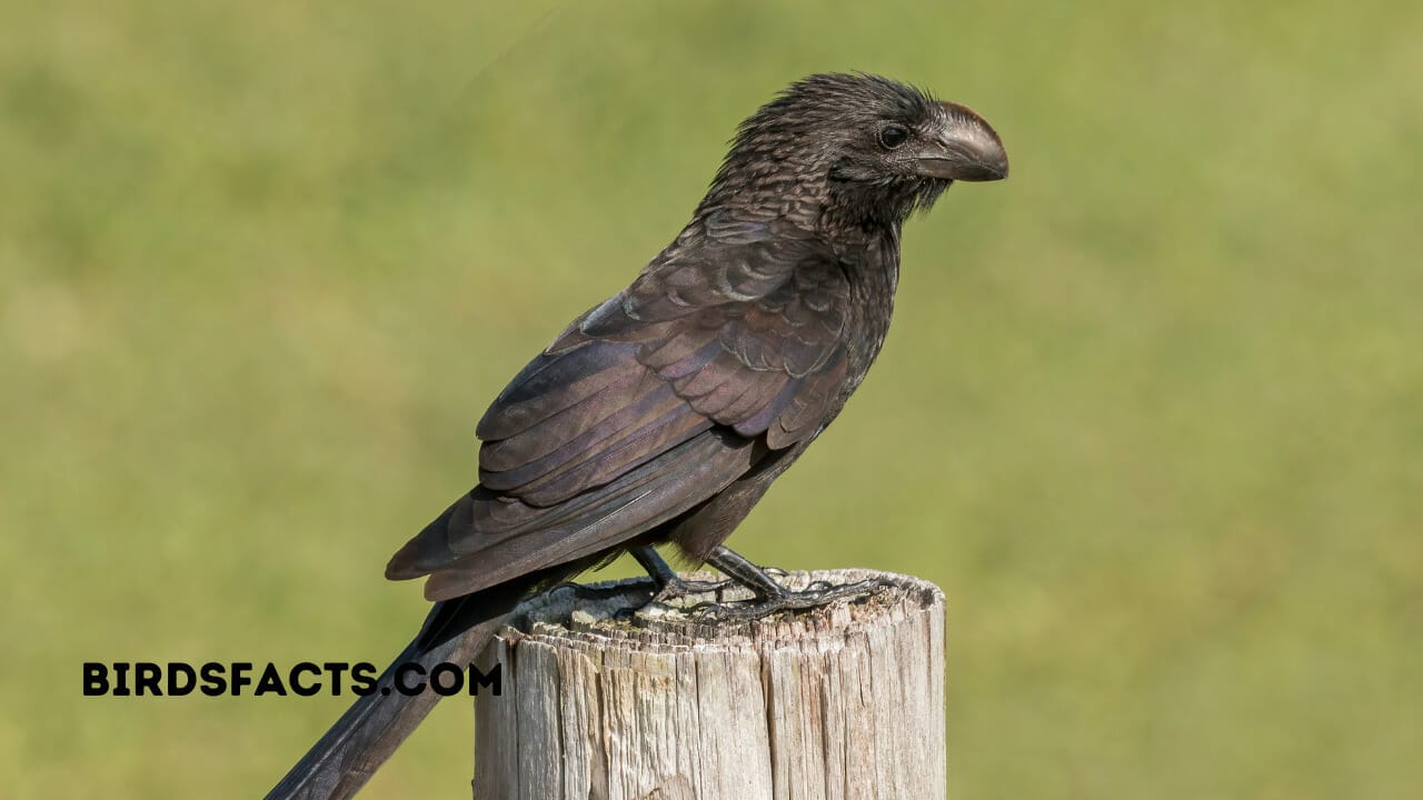 Smooth-billed Ani