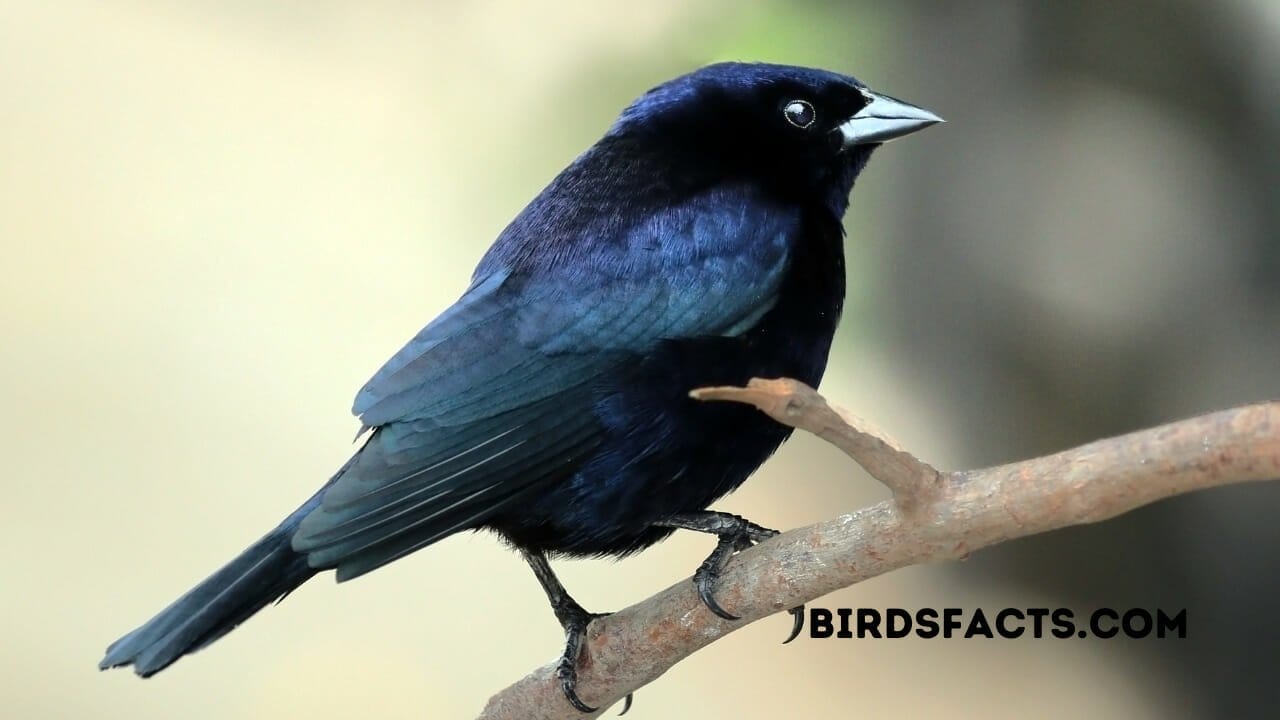 SHINY COWBIRD