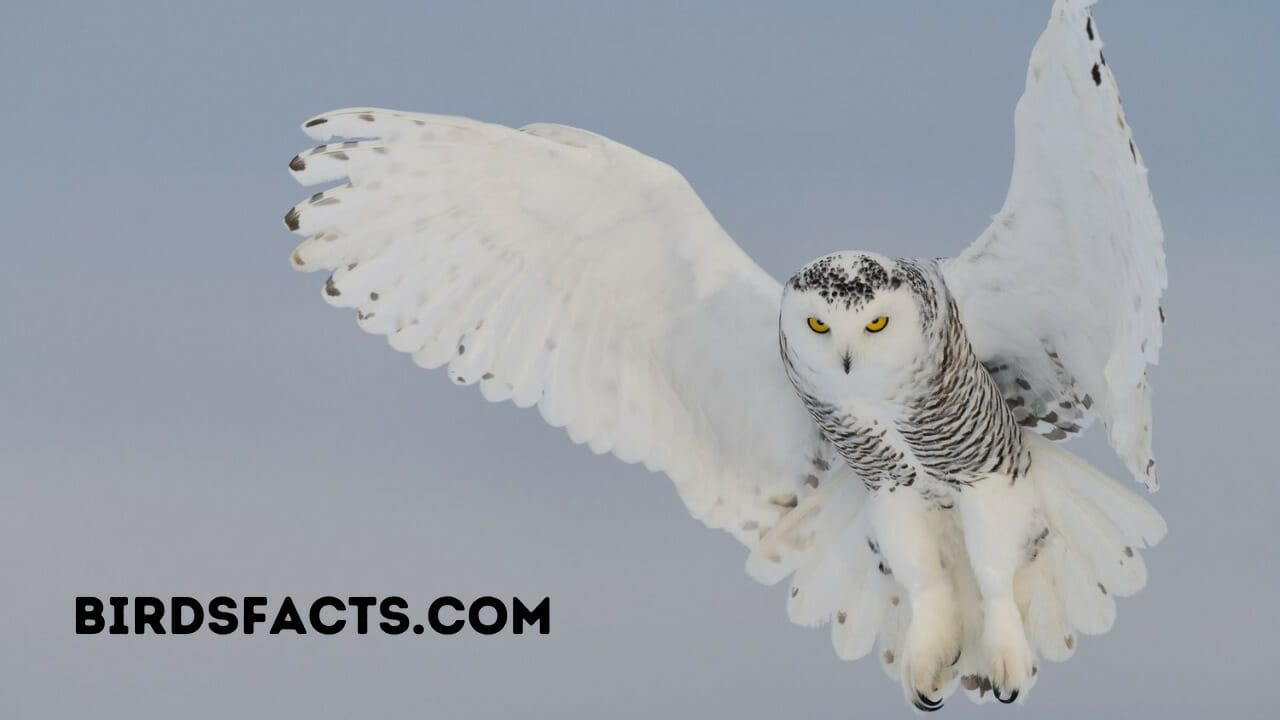 snow owl coat