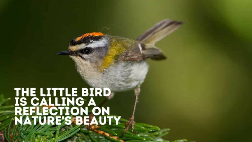The Little Bird is Calling A Reflection on Nature's Beauty