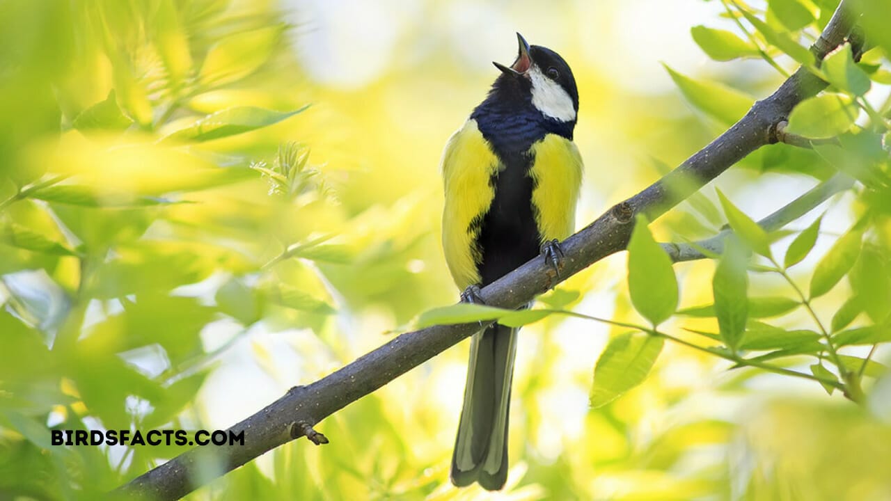 The Little Bird is Calling The Little Bird is Calling