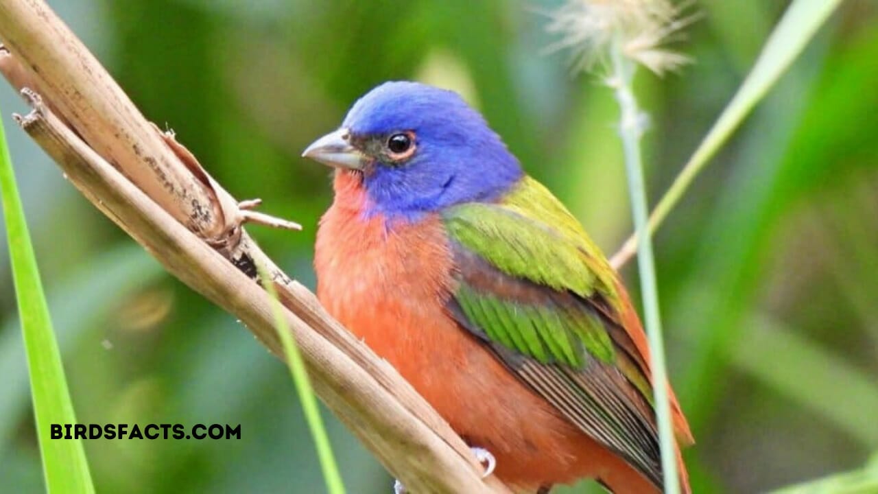 the little bird is calling lyrics