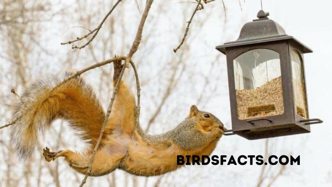 tough bird feeder guard