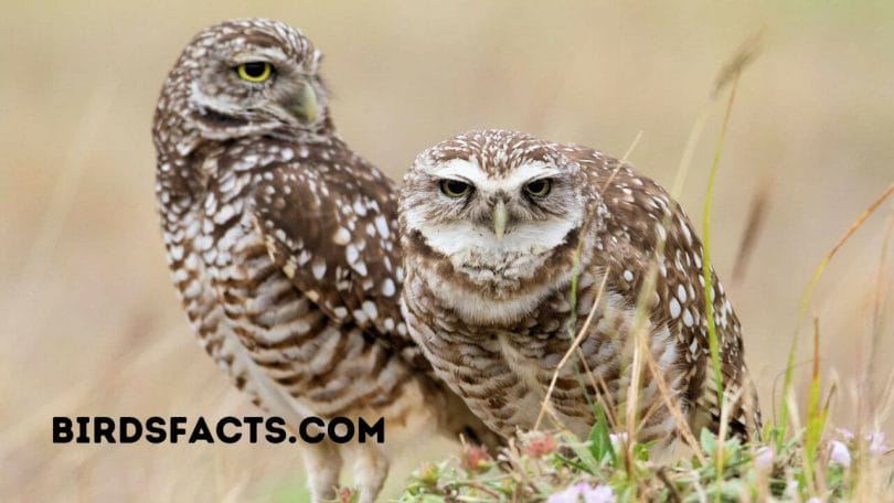 do owls migrate or hibernate