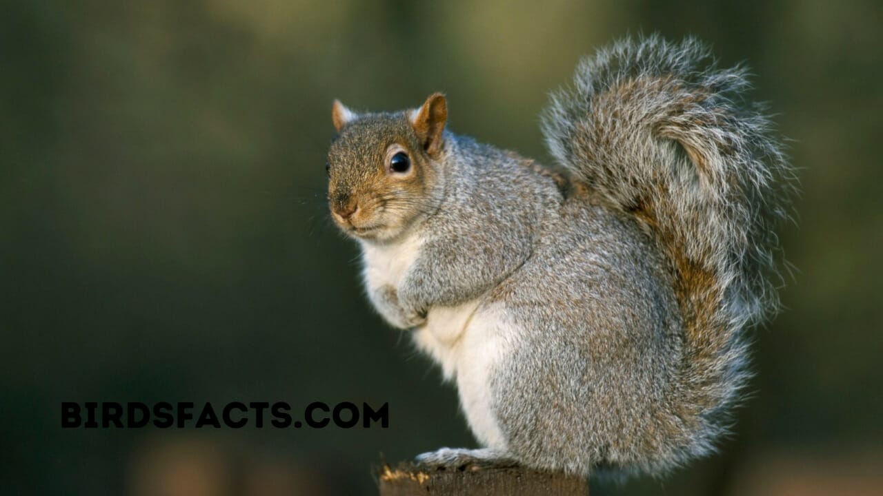 how to keep squirrels off shepherds hook