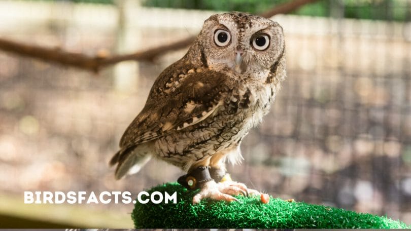 screech owl for sale