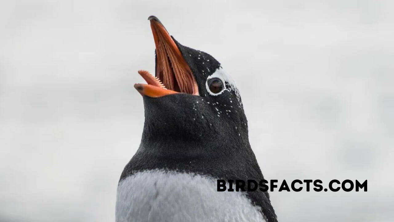 inside of a penguin mouth