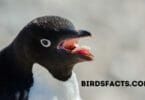 inside of a penguin's mouth