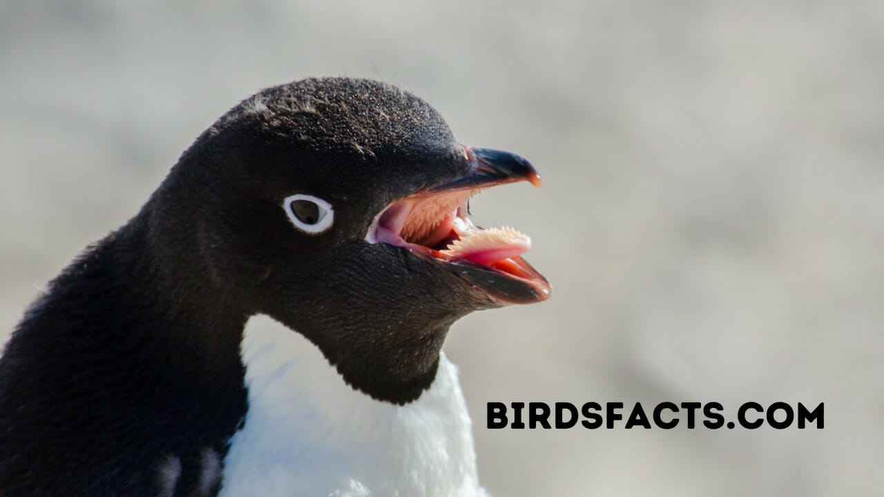 inside of a penguin's mouth