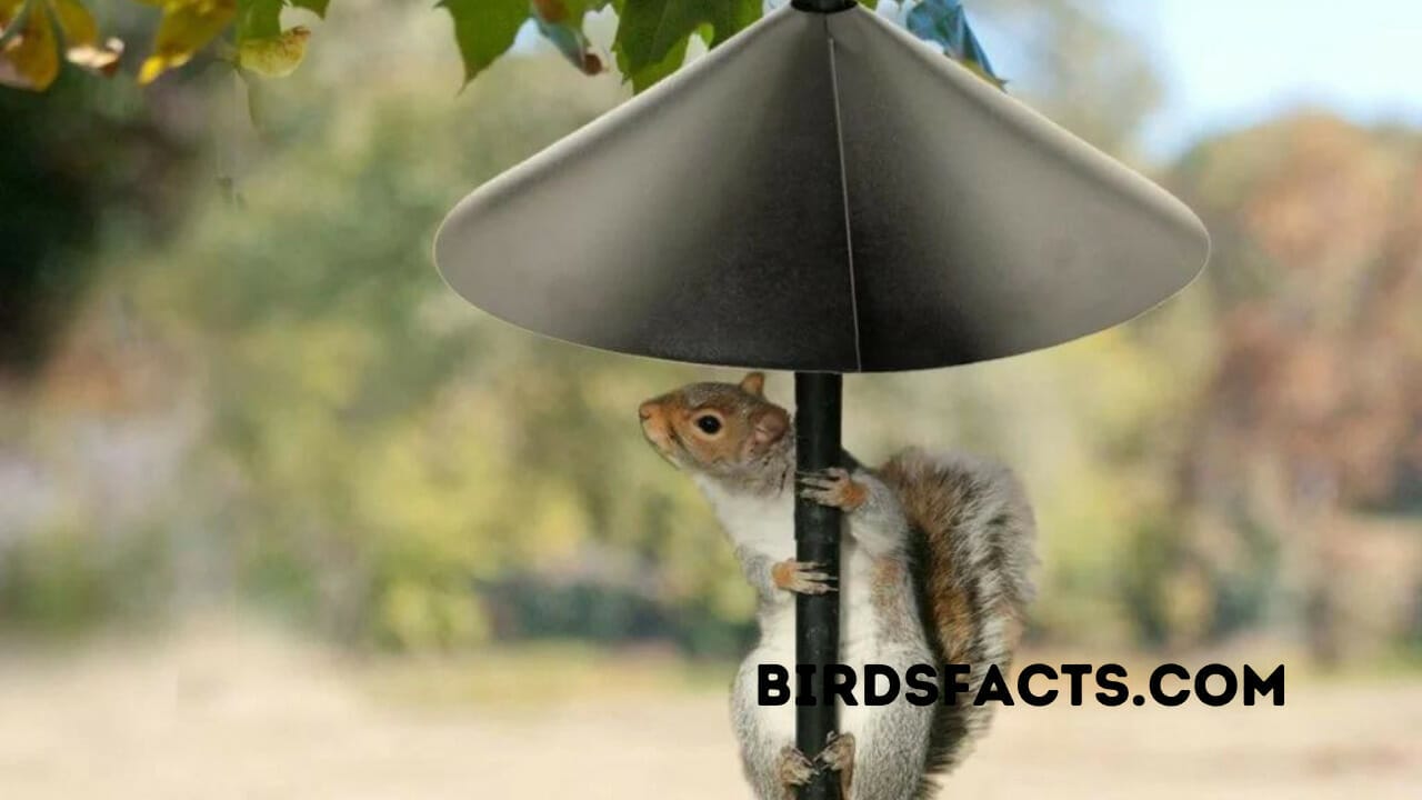 how to keep squirrels off shepherd's hook cable system for bird feeders