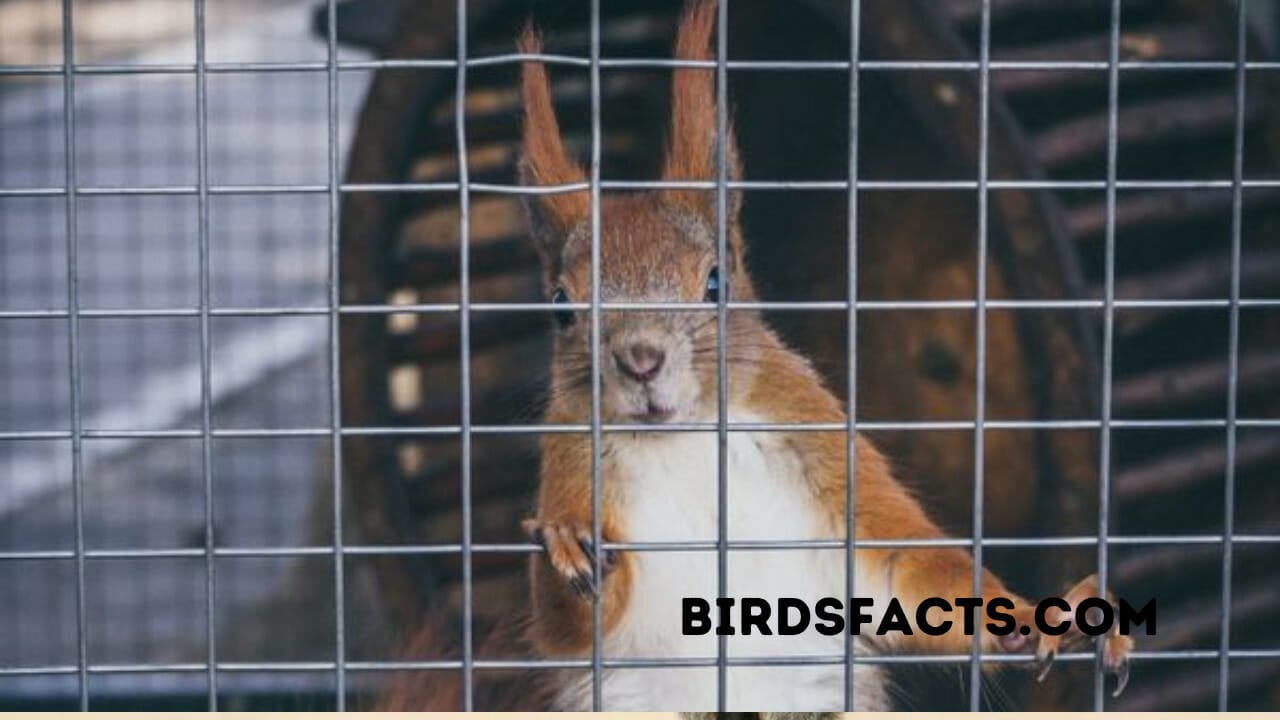 bird feeder wire stainless steel mesh for mice