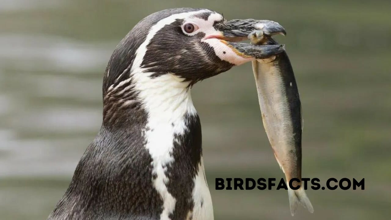 the inside of a penguins mouth