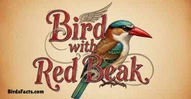 32 Beautiful Bird with Red Beak You Can See in Nature