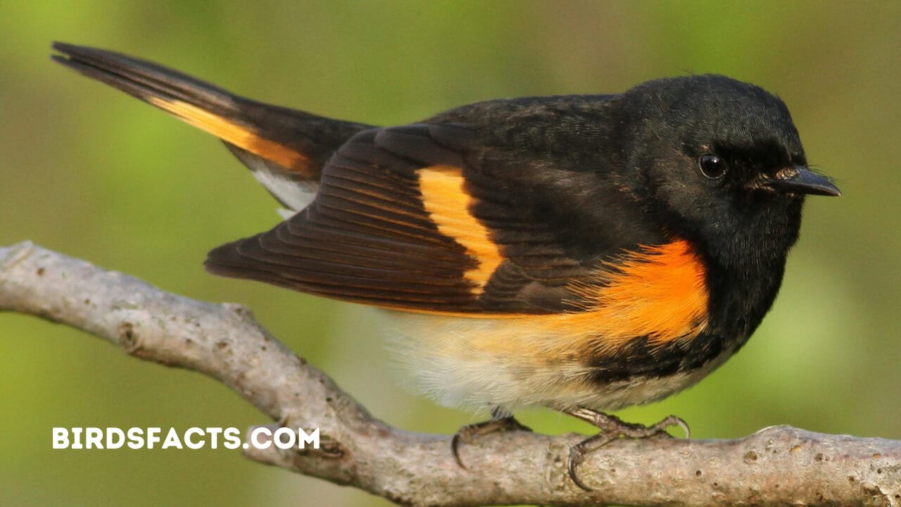 American Redstart Female