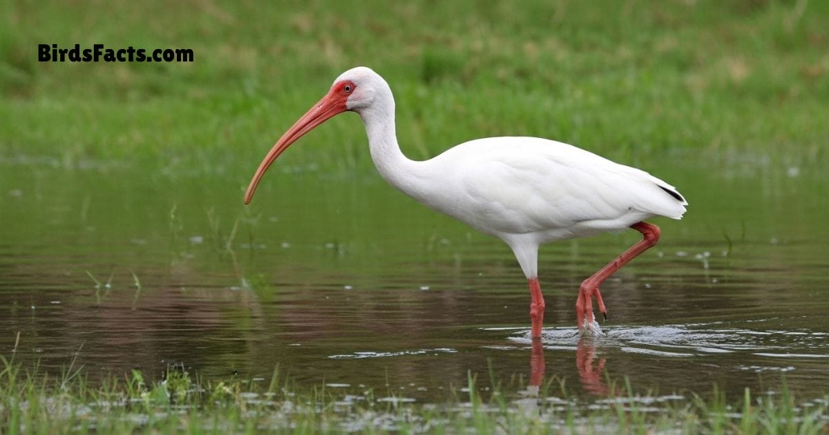 American White Ibis Standing Near Water Showing White Body Long Red Curved Beak And Pink Legs