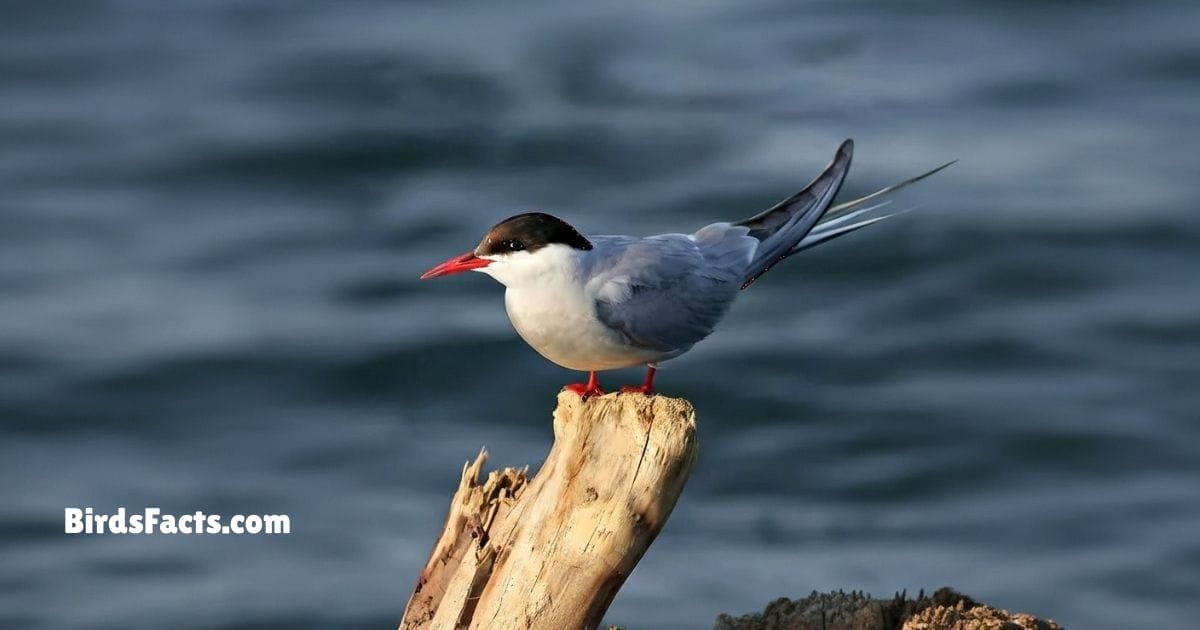 Arctic Tern In Flight Showing White Body Black Cap And Long Red Beak