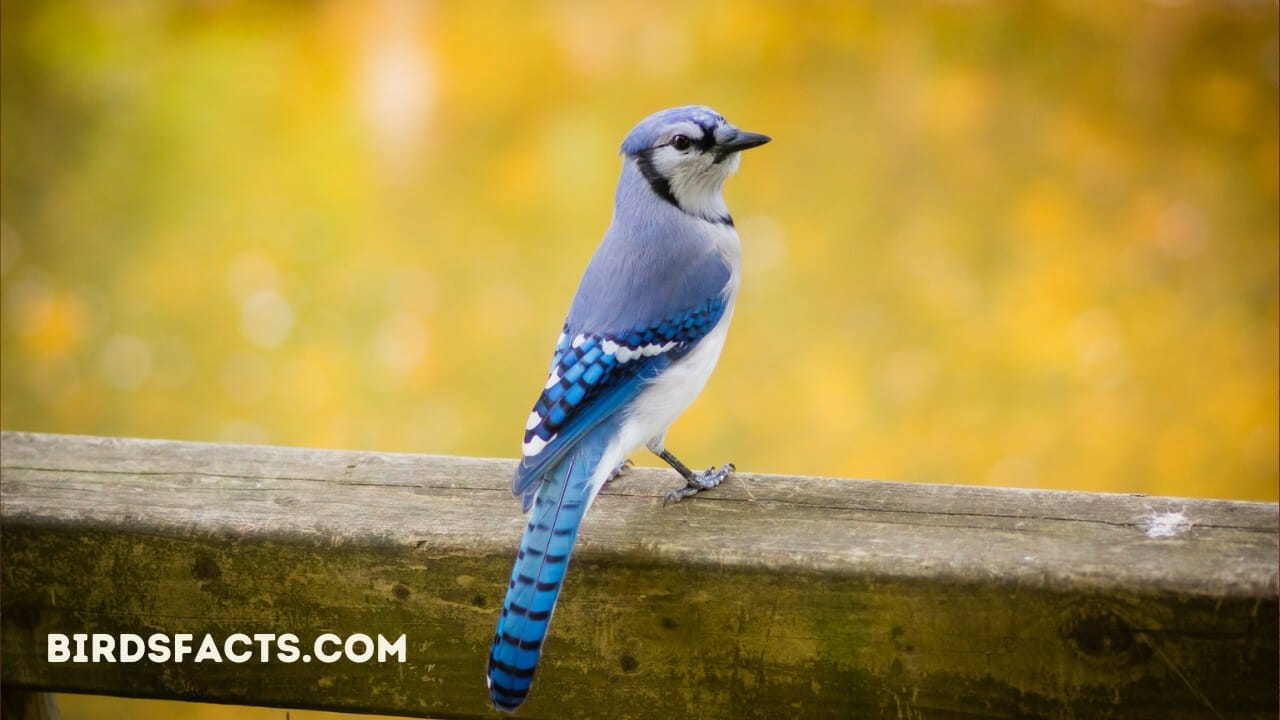 Are Blue Jay Feathers Good Luck?