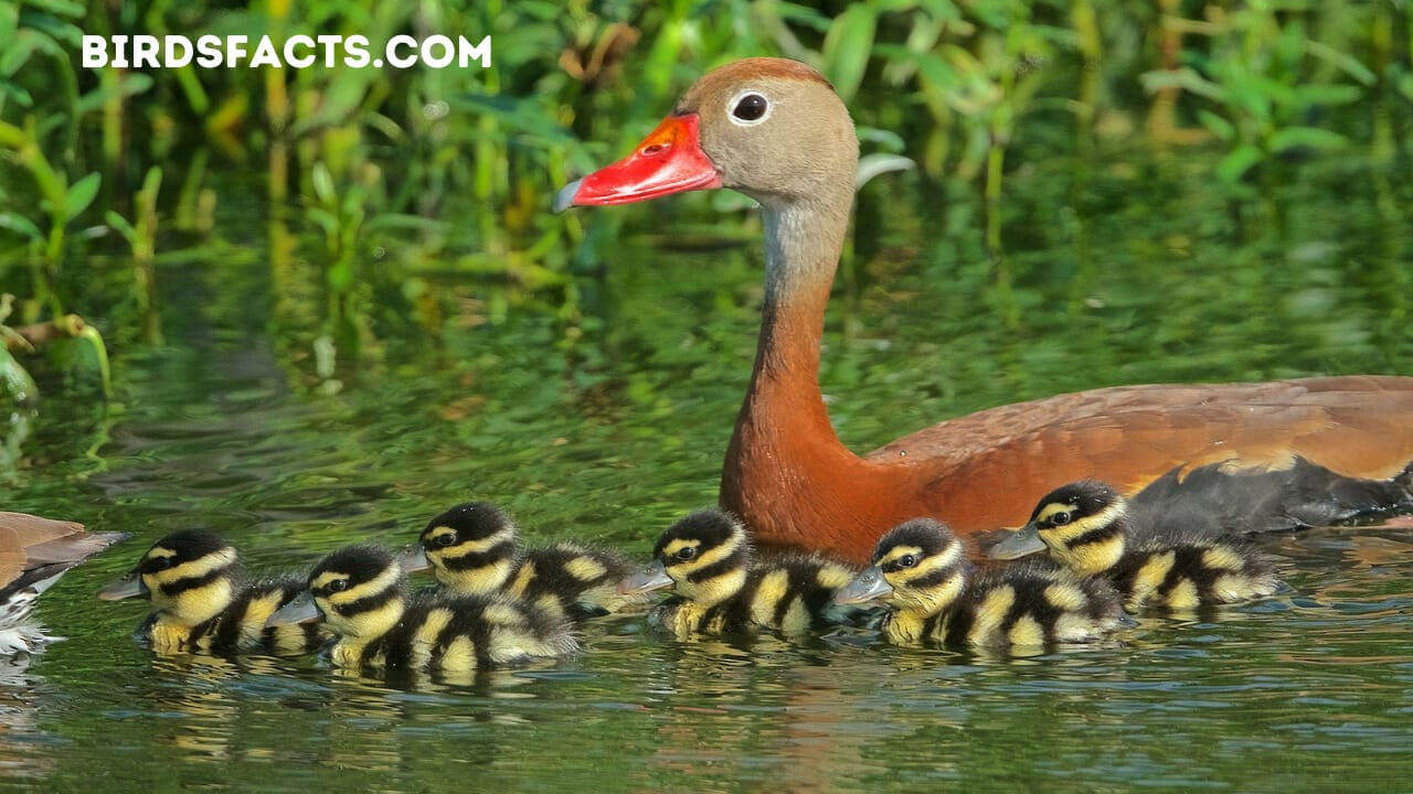 BLACK-BELLIED WHISTLING DUCK