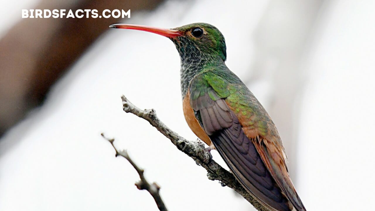 BUFF-BELLIED HUMMINGBIRD