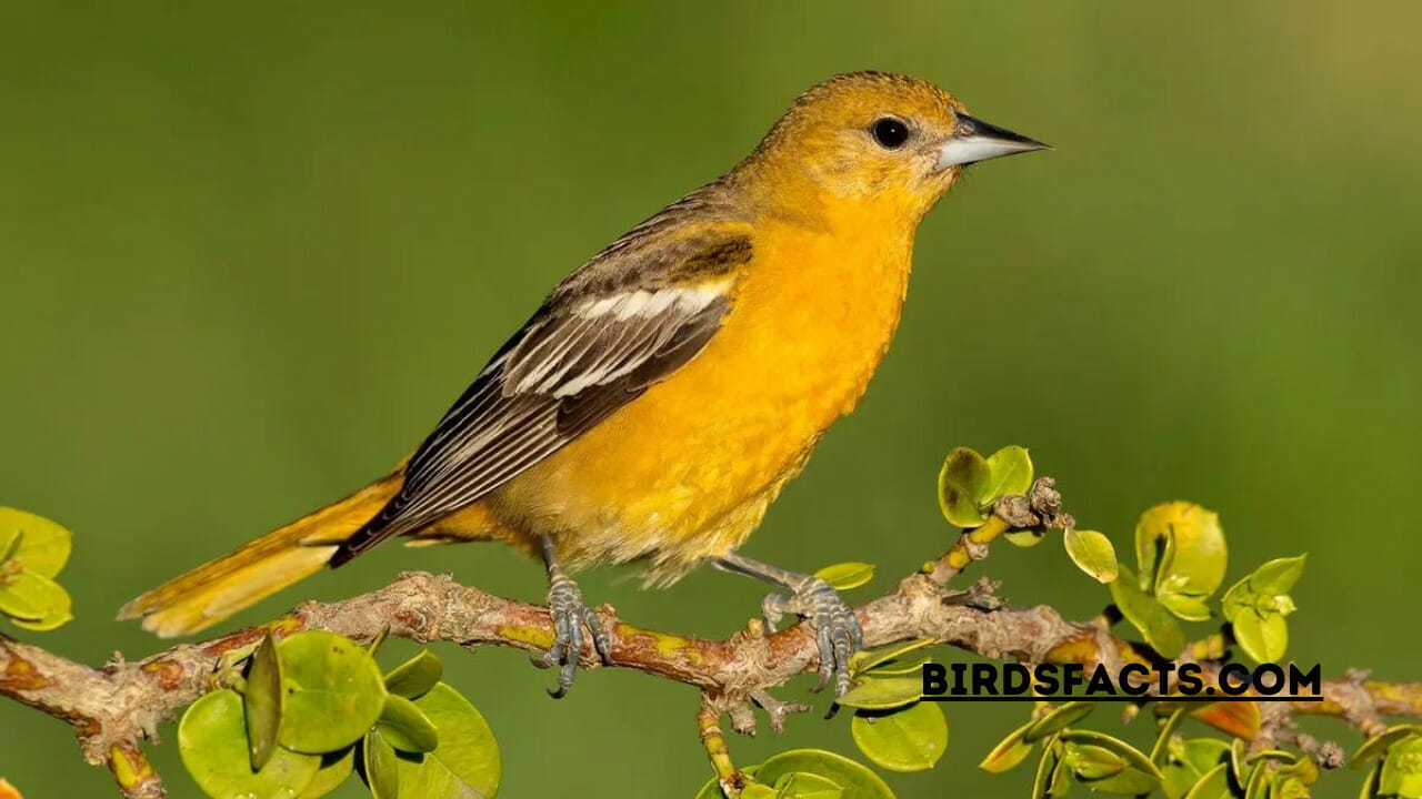 yellow michigan birds