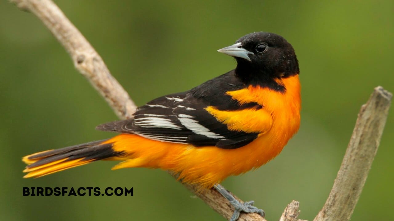 baltimore oriole migration