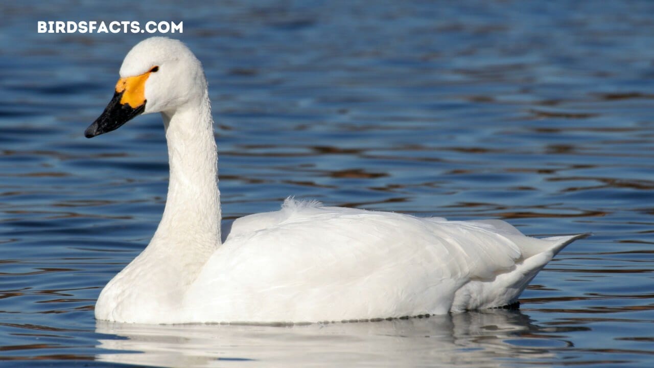 bird with long legs and neck