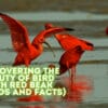 Discovering the Beauty of Bird with Red Beak (Photos and Facts)