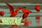 Bird with Red Beak