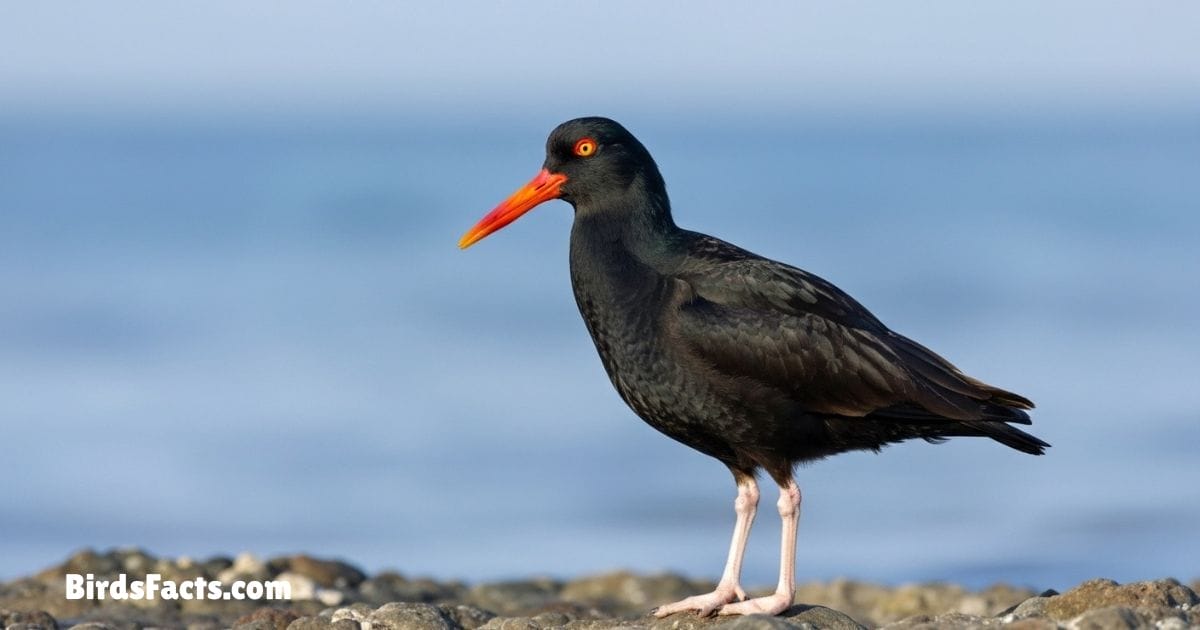 Black Oystercatcher Standing On Rocky Shore Showing Black Body Bright Red Beak And Pink Legs