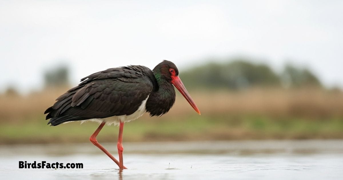 Black Stork Standing Near Water Showing Black Body White Belly Long Red Beak And Red Legs