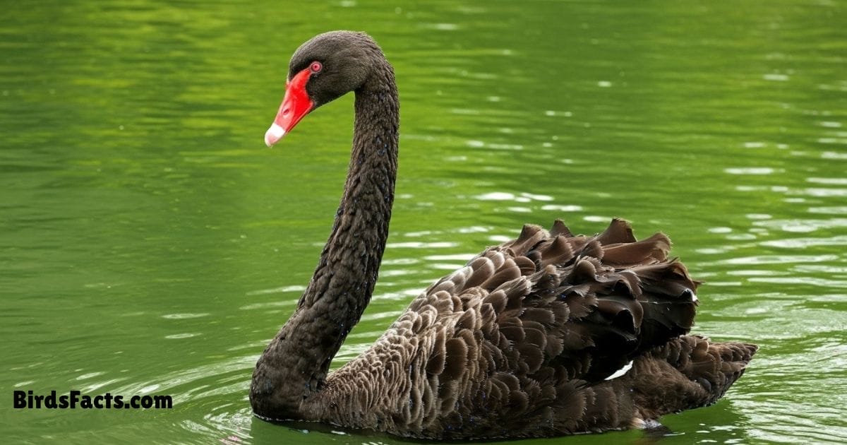 Black Swan Swimming In Water Showing Black Feathers Long Curved Neck And Bright Red Beak