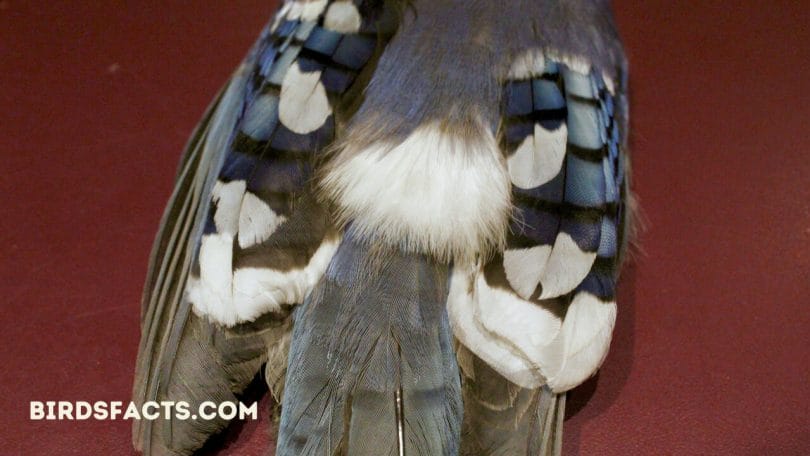 Blue Jay feather with white tip