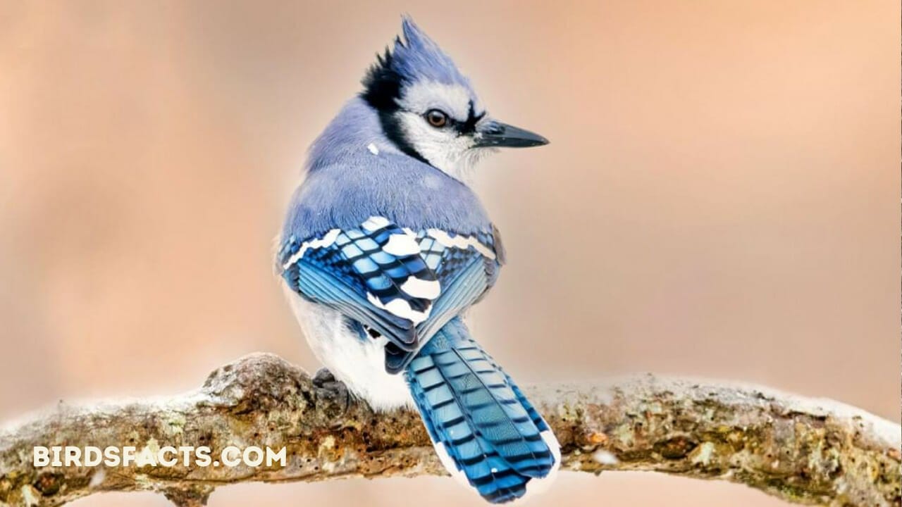 Blue jay feather meaning for love