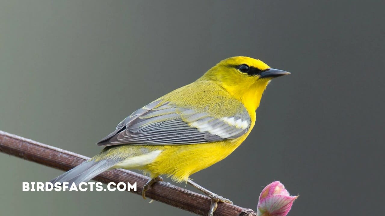 birds that are blue in wisconsin