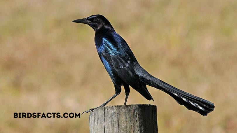boat tailed grackle female