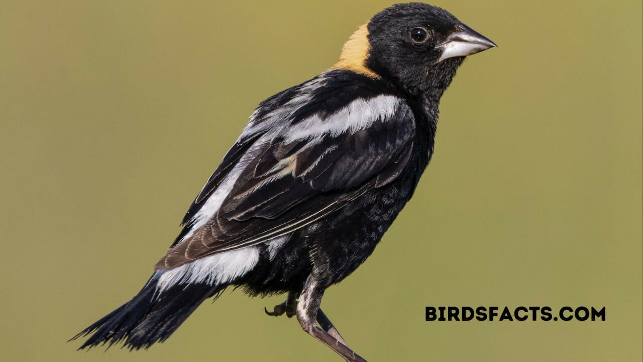 how to pronounce bobolink